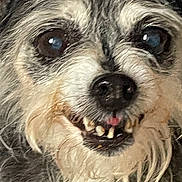 Sweetheart joined the competition — help win amazing prizes! animal, brown_eyes, canine, close_up, cute, dog, expression, face, fluffy, friendly, funny, fur, muzzle, pet, portrait, scruffy, snout, teeth, tongue, whiskers