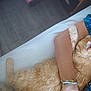 Tigrou a rejoint le concours — aidez-le/la à gagner de superbes lots ! animal, arm, bed, bracelet, cat, comfort, cozy, domestic, flooring, fluffy, indoor, orange_cat, patterned_clothing, person, pet, resting, sleeping, snuggling, white_bed, wood_floor