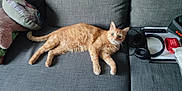 Tigrou participe au concours pour gagner de l'argent avec cette photo : cat, couch, cozy, curious, ears, furniture, gray, headphones, home, indoor, jbl, lying_down, orange_tabby, pet, pillow, relaxed, speaker, tail, technology, whiskers