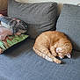 Tigrou participe au concours pour gagner de l'argent avec cette photo : animal, cat, couch, cozy, curled_up, dolphin_plush, fur, furniture, giraffe_pattern, gray_couch, home, indoor, living_room, orange_cat, pet, pillows, plush, relaxing, resting, sleeping
