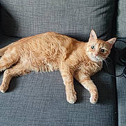 Tigrou participe au concours pour gagner de l'argent avec cette photo : cat, couch, cozy, curious, ears, furniture, gray, headphones, home, indoor, jbl, lying_down, orange_tabby, pet, pillow, relaxed, speaker, tail, technology, whiskers