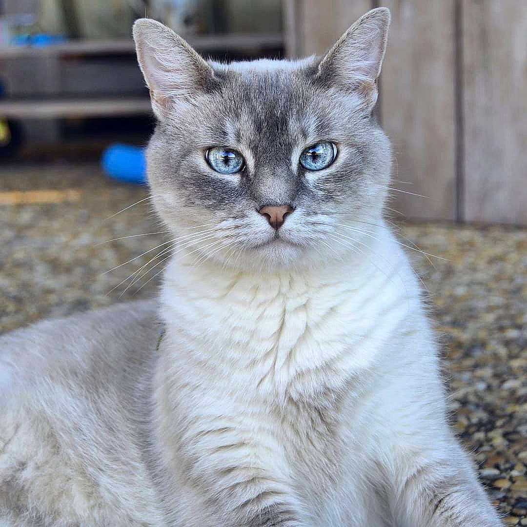 Gladys a rejoint le concours — aidez-le/la à gagner de superbes lots ! aegean_cat, american_wirehair, asian, asian_semi_longhair, australian_mist, british_semi_longhair, british_shorthair, burmilla, carnivore, cat, domestic_short_haired_cat, european_shorthair, eye, fawn, felidae, mammal, ojos_azules, small_to_medium_sized_cats, vertebrate, whiskers