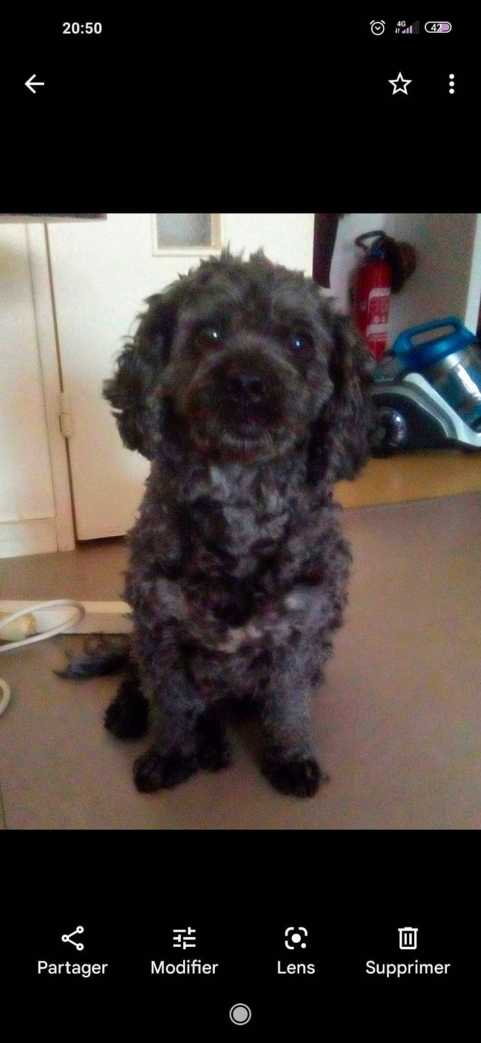 Coquin participe au concours pour gagner de l'argent avec cette photo : canidae, carnivore, companion_dog, dog, dog_breed, fur, maltepoo, non_sporting_group, pet_supply, poodle, snout, sporting_group, tableware, terrier, toy_dog, water_dog, working_animal