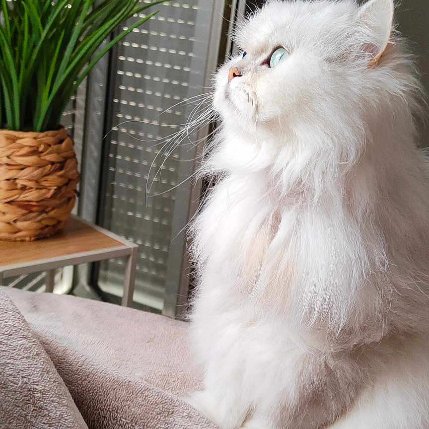 Iléana