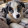 Baïko participe au concours pour gagner de l'argent avec cette photo : puppy, dog, blue_eyes, fluffy, tricolor, black_white, brown_markings, portrait, close_up, lying_down, blanket, cozy, indoor, home, houseplant, soft_lighting, adorable, pet, face, paws