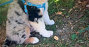 Baïko participe au concours pour gagner de l'argent avec cette photo : puppy, dog, australian_shepherd, blue_eyes, fluffy, sitting, harness, leash, outdoor, garden, grass, greenery, portrait, close_up, pet, young_dog, multicolored_fur, black_white_fur, brown_fur, sunlight
