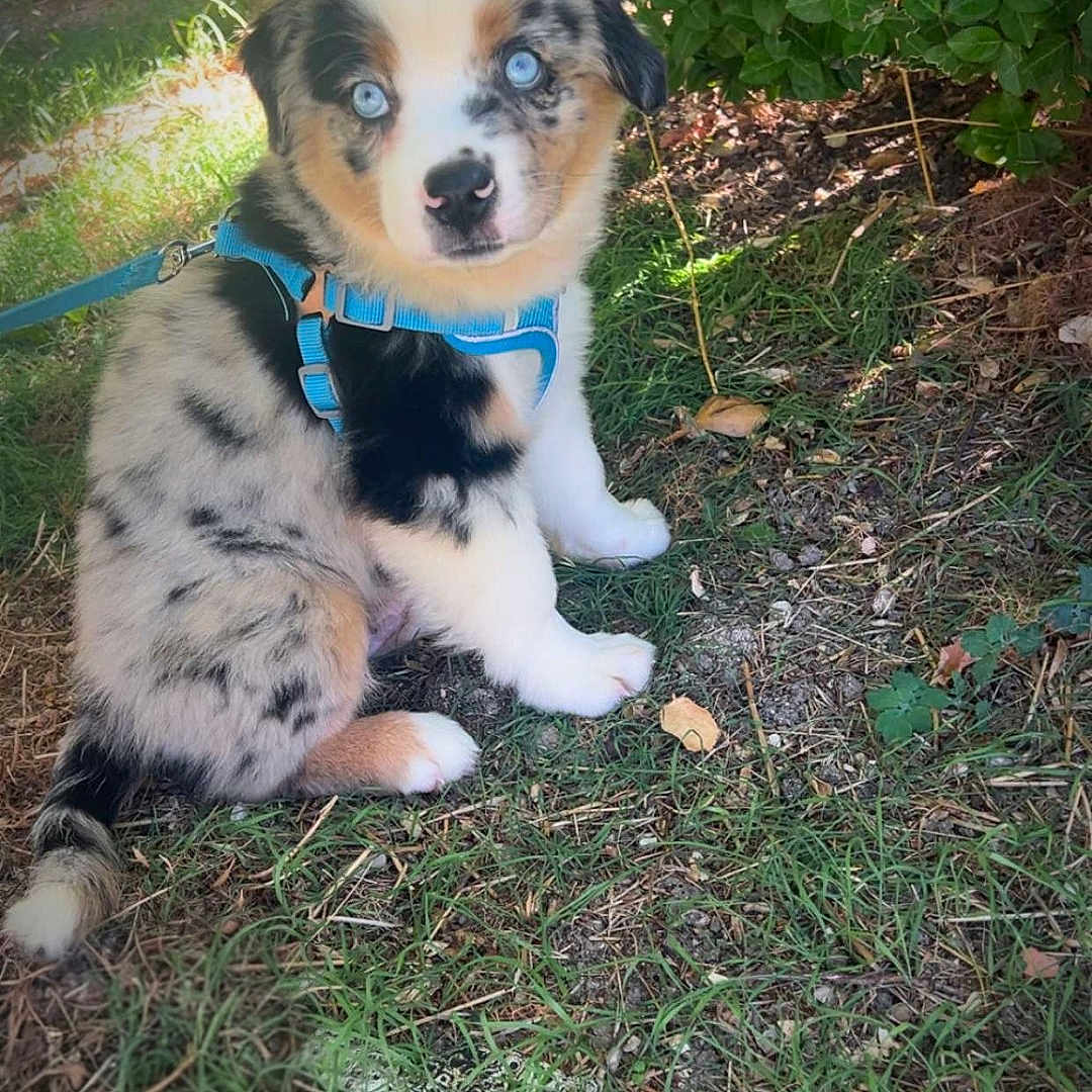 Baïko participe au concours pour gagner de l'argent avec cette photo : puppy, dog, australian_shepherd, blue_eyes, fluffy, sitting, harness, leash, outdoor, garden, grass, greenery, portrait, close_up, pet, young_dog, multicolored_fur, black_white_fur, brown_fur, sunlight