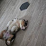 puppy, dog, calico, fluffy, sleeping, lying_down, belly_up, indoor, floor, wood_floor, pet, fur, white_fur, brown_fur, black_fur, paws, tail, slipper, mat, cute
