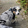 Baïko participe au concours pour gagner de l'argent avec cette photo : puppy, dog, blue_eyes, fluffy, black_and_white, tri_color, outdoor, garden, pavement, pathway, pet, animal, portrait, close_up, sitting, looking_back, collar, fur, greenery, ai_generated
