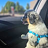puppy, dog, pet, animal, fluffy, harness, blue_harness, car, vehicle, car_interior, sitting, profile, open_mouth, happy, outdoor, sunlight, blue_sky, window, road_trip, portrait