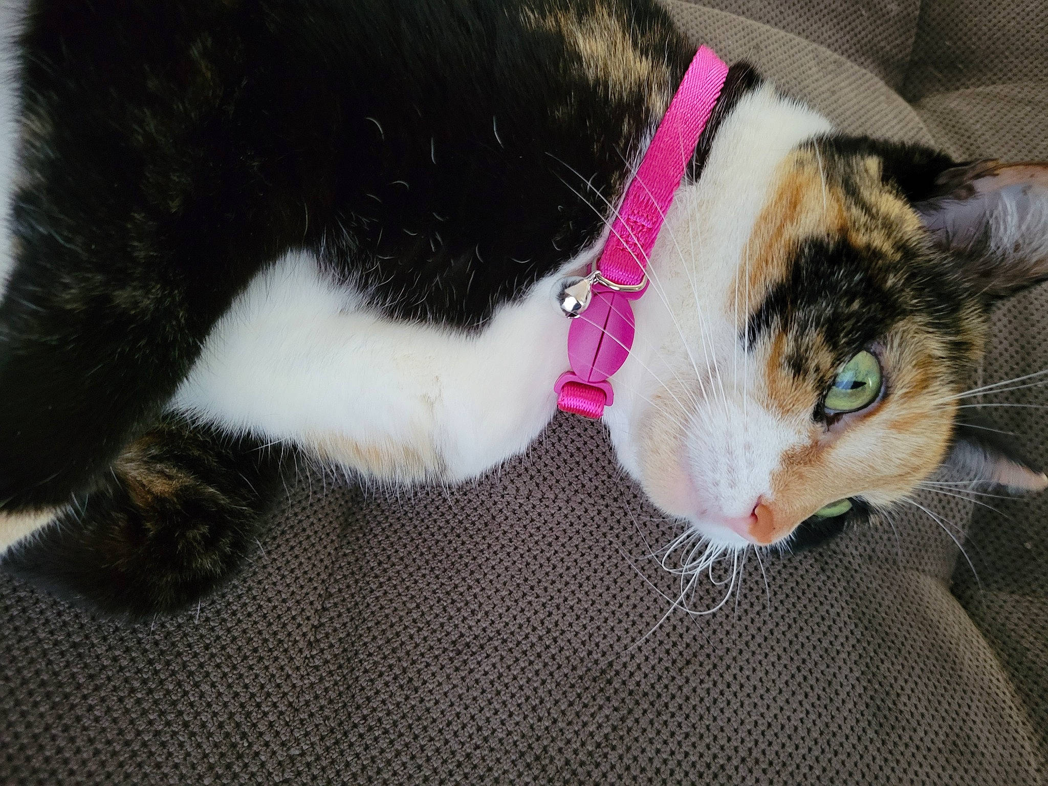 Chichi is registered to the contest to win money with this photo: carnivore, cat, cat_supply, claw, collar, domestic_short_haired_cat, fashion_accessory, felidae, fur, leash, paw, pet_supply, plant, small_to_medium_sized_cats, snout, tail, tree, whiskers, wool, woolen