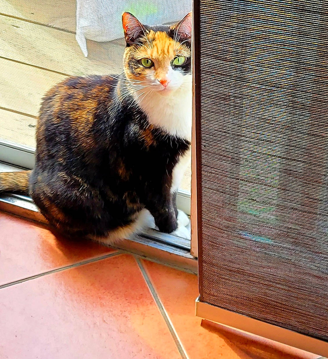 Chichi joined the competition — help win amazing prizes! box, cardboard, carnivore, cat, comfort, domestic_short_haired_cat, felidae, flooring, fur, hardwood, mesh, metal, paw, rectangle, sitting, small_to_medium_sized_cats, tail, whiskers, window, wood