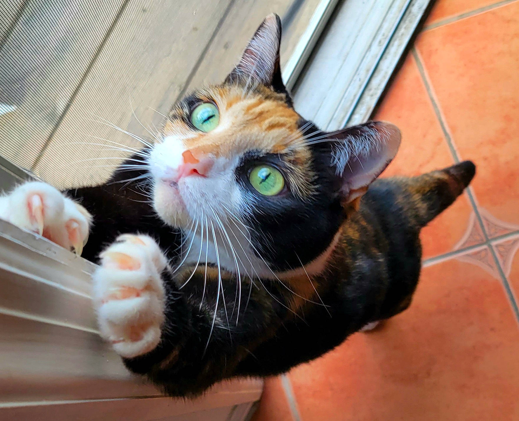 Chichi is registered to the contest to win money with this photo: carnivore, cat, claw, comfort, domestic_short_haired_cat, fawn, felidae, flowerpot, foot, fur, human_leg, nail, paw, small_to_medium_sized_cats, snout, tail, thumb, whiskers, window