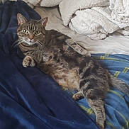 Bambi joined the competition — help win amazing prizes! cat, tabby_cat, pet, animal, feline, bed, blanket, throw, cozy, indoor, relaxed, paw, fur, striped, whiskers, resting, comfort, sleepy, domestic_cat, cute