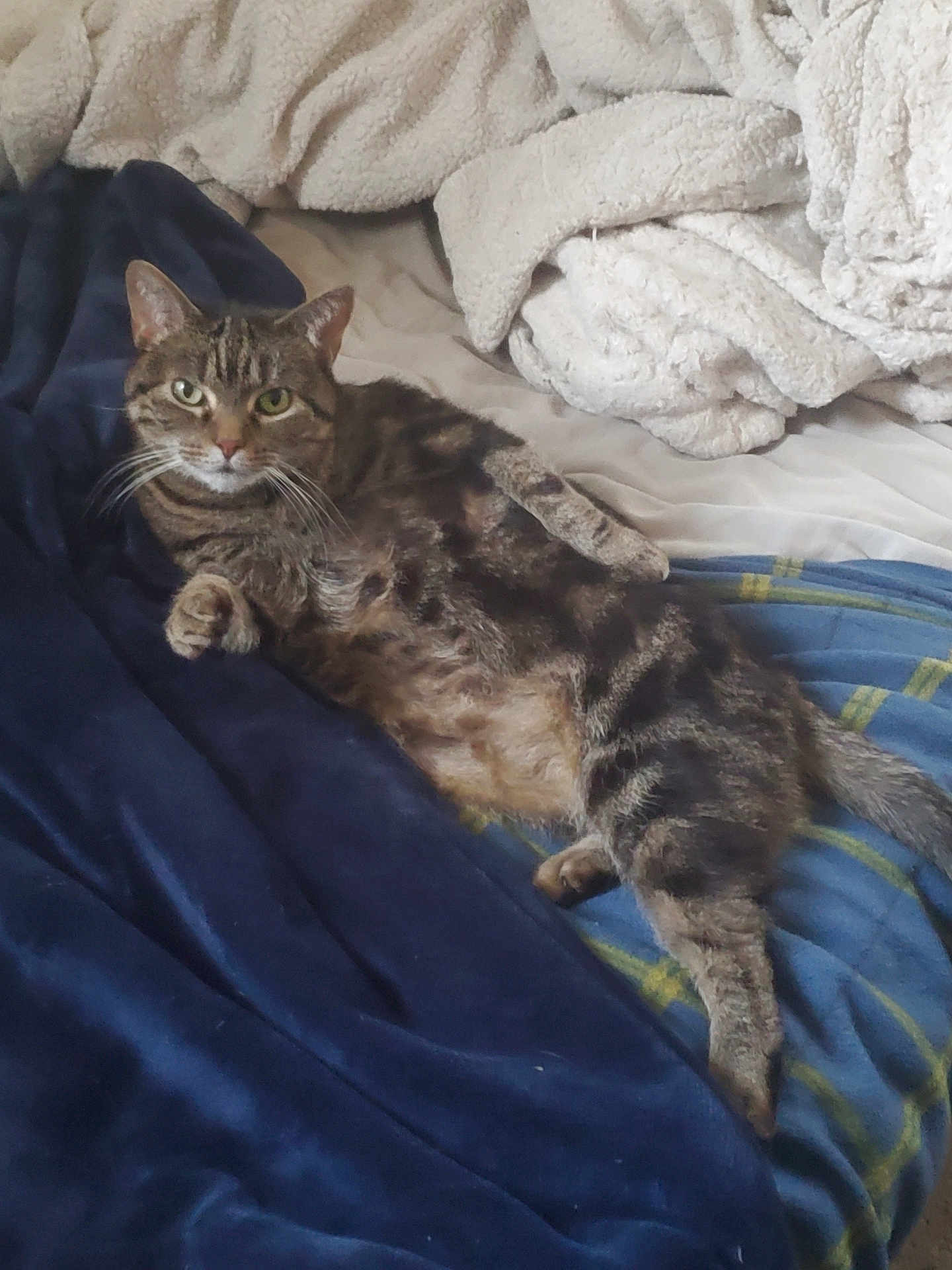 Bambi joined the competition — help win amazing prizes! cat, tabby_cat, pet, animal, feline, bed, blanket, throw, cozy, indoor, relaxed, paw, fur, striped, whiskers, resting, comfort, sleepy, domestic_cat, cute