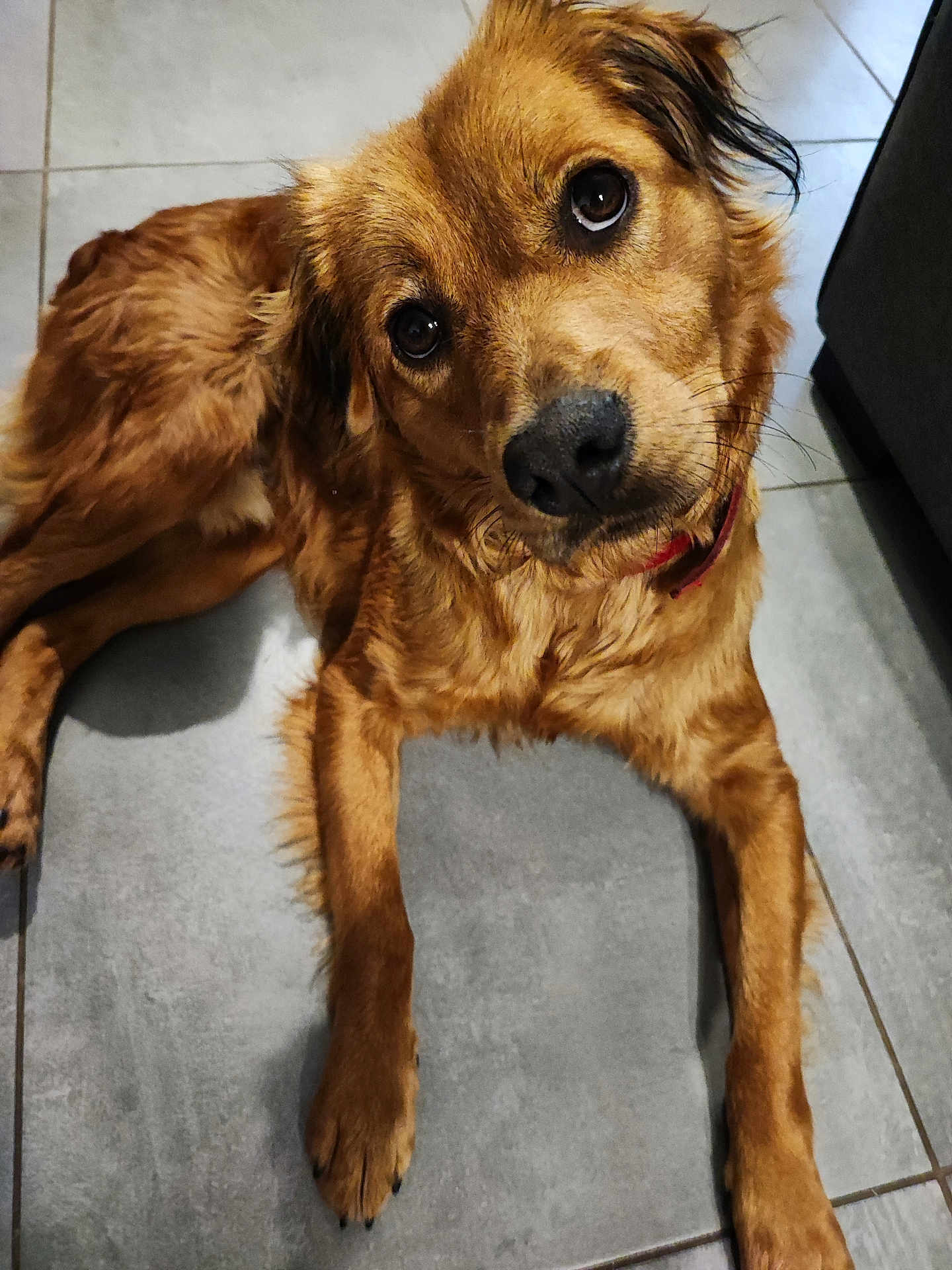 Willow a rejoint le concours — aidez-le/la à gagner de superbes lots ! dog, golden_brown, lying_down, tile_floor, pet, canine, fur, collar, indoor, cute, looking_up, head_tilt, paw, mammal, animal, domestic, companion, friendly, alert, brown_eyes