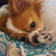 Sassy Girl is registered to the contest to win money with this photo: dog, fluffy, paw, blanket, patterned_blanket, brown_fur, white_fur, lying_down, cute, pet, animal, indoor, close_up, fur, resting, cozy, sleepy, companion, domestic_animal, relaxing