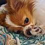dog, fluffy, paw, blanket, patterned_blanket, brown_fur, white_fur, lying_down, cute, pet, animal, indoor, close_up, fur, resting, cozy, sleepy, companion, domestic_animal, relaxing