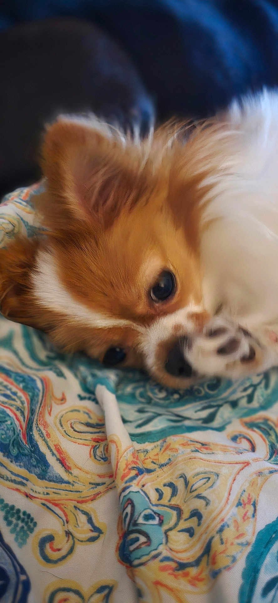 Sassy Girl is registered to the contest to win money with this photo: dog, fluffy, paw, blanket, patterned_blanket, brown_fur, white_fur, lying_down, cute, pet, animal, indoor, close_up, fur, resting, cozy, sleepy, companion, domestic_animal, relaxing