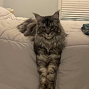 Mitch is registered to the contest to win money with this photo: cat, maine_coon, bed, blanket, indoor, pet, feline, whiskers, paws, portrait, long_hair, gray_fur, window_blinds, relaxed, laying, cozy, bedroom, furniture, eyes, staring