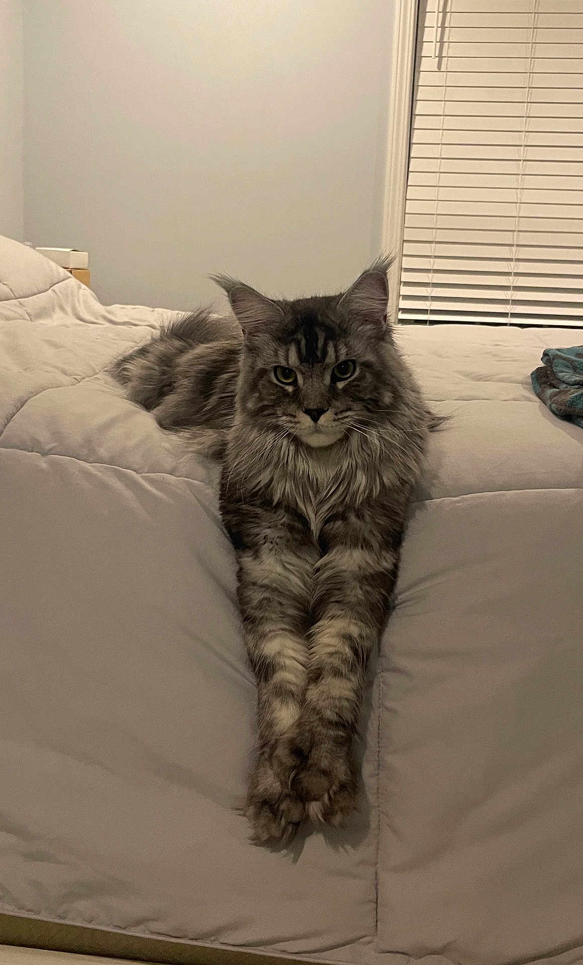 Mitch is registered to the contest to win money with this photo: cat, maine_coon, bed, blanket, indoor, pet, feline, whiskers, paws, portrait, long_hair, gray_fur, window_blinds, relaxed, laying, cozy, bedroom, furniture, eyes, staring