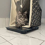 Mitch joined the competition — help win amazing prizes! animal, cat, cozy, curious_cat, cute, digital_scale, domestic_cat, fabric_house, feline, fluffy_cat, gray_cat, home, indoor, patterned_fabric, pet, pet_house, portrait, relaxed, resting_cat, tiled_floor