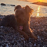 Vaniglia a rejoint le concours — aidez-le/la à gagner de superbes lots ! dog, sunset, beach, pebbles, sea, water, silhouette, sun, reflection, outdoor, nature, animal, pet, relaxing, landscape, sky, calm, fishing, rock, evening