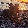 dog, sunset, beach, pebbles, sea, water, silhouette, sun, reflection, outdoor, nature, animal, pet, relaxing, landscape, sky, calm, fishing, rock, evening
