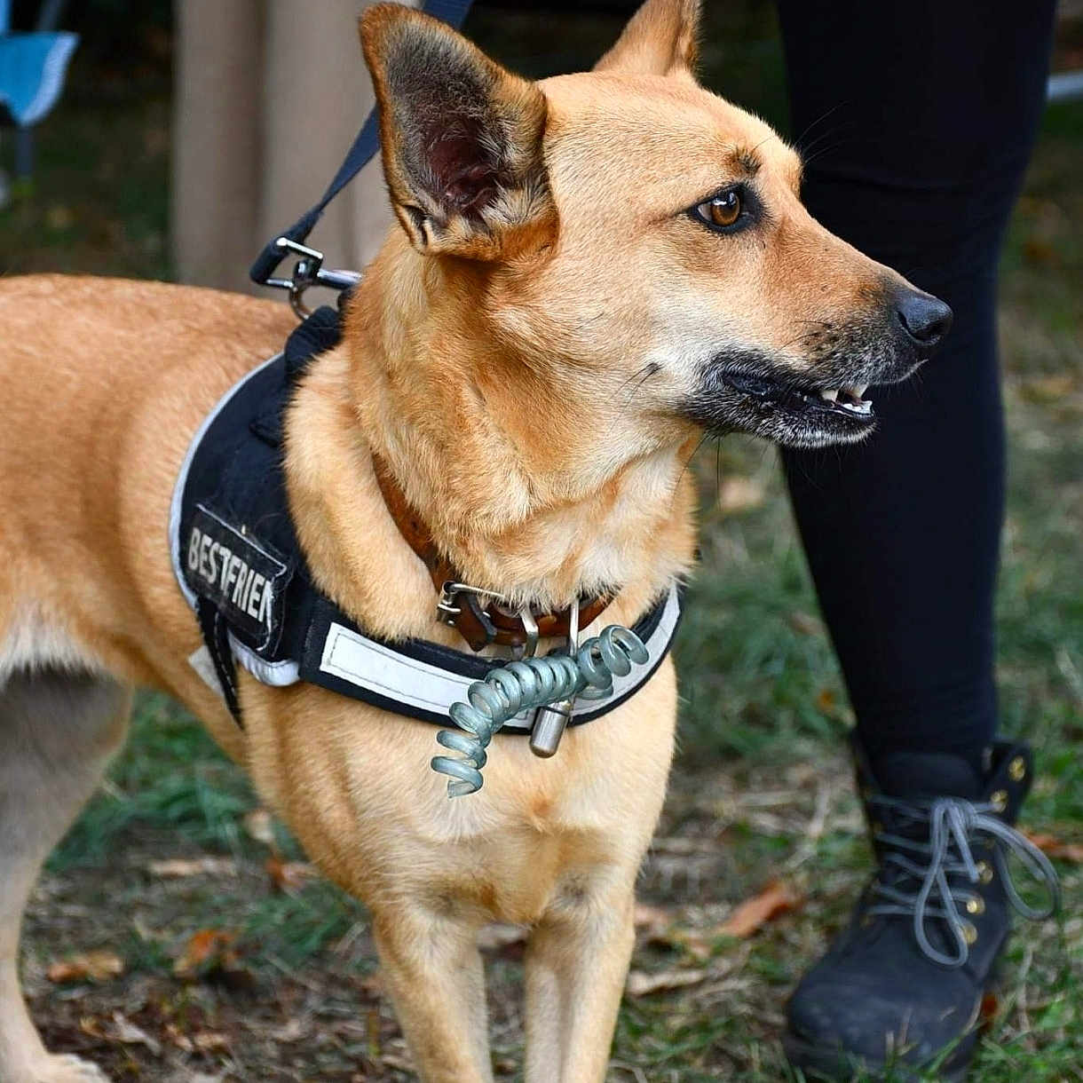 Pitch a rejoint le concours — aidez-le/la à gagner de superbes lots ! accessories, adult, animal, canine, clothing, dog, footwear, grass, harness, leash, male, man, person, pet, plant, policedog, runningshoe, shoe, sneaker, strap