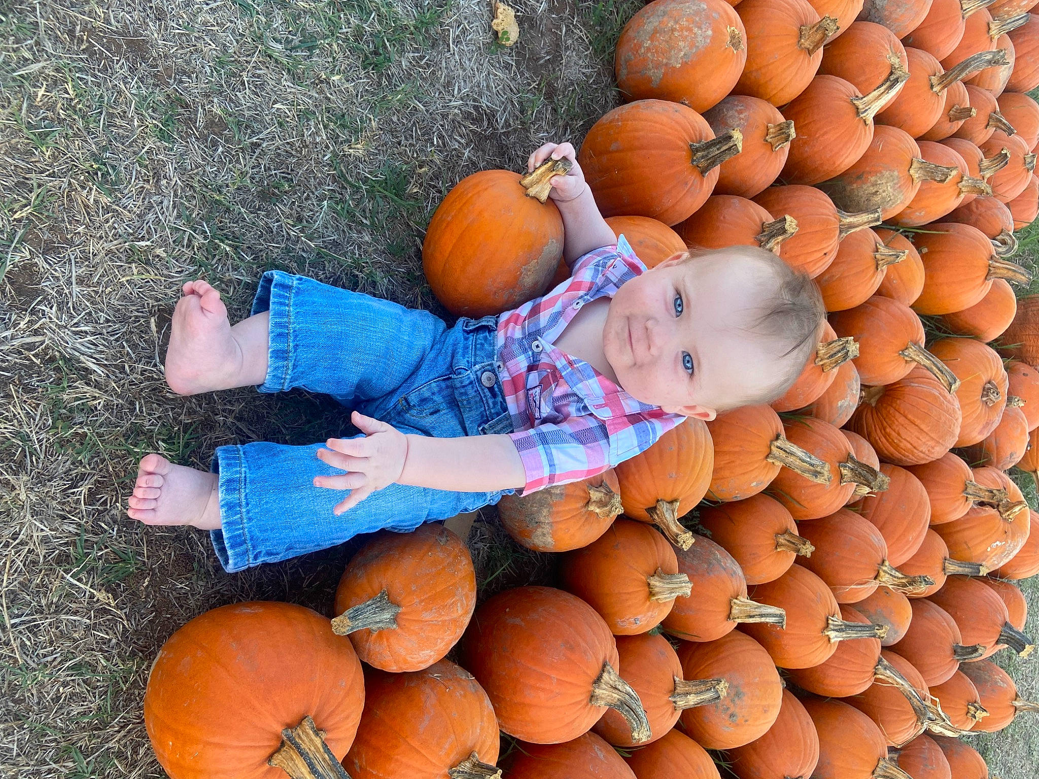 Raymond is registered to the contest to win money with this photo: ball, calabaza, cucurbita, fruit, gourd, grass, happy, local_food, natural_foods, orange, people, people_in_nature, person, plant, pumpkin, smile, squash, toddler, tree, vegetable