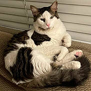 Toby is registered to the contest to win money with this photo: cat, fluffy, white, brown, tabby, paws, tail, indoor, blinds, furniture, relaxed, pet, animal, fur, cute, resting, cozy, closeup, mammal, whiskers