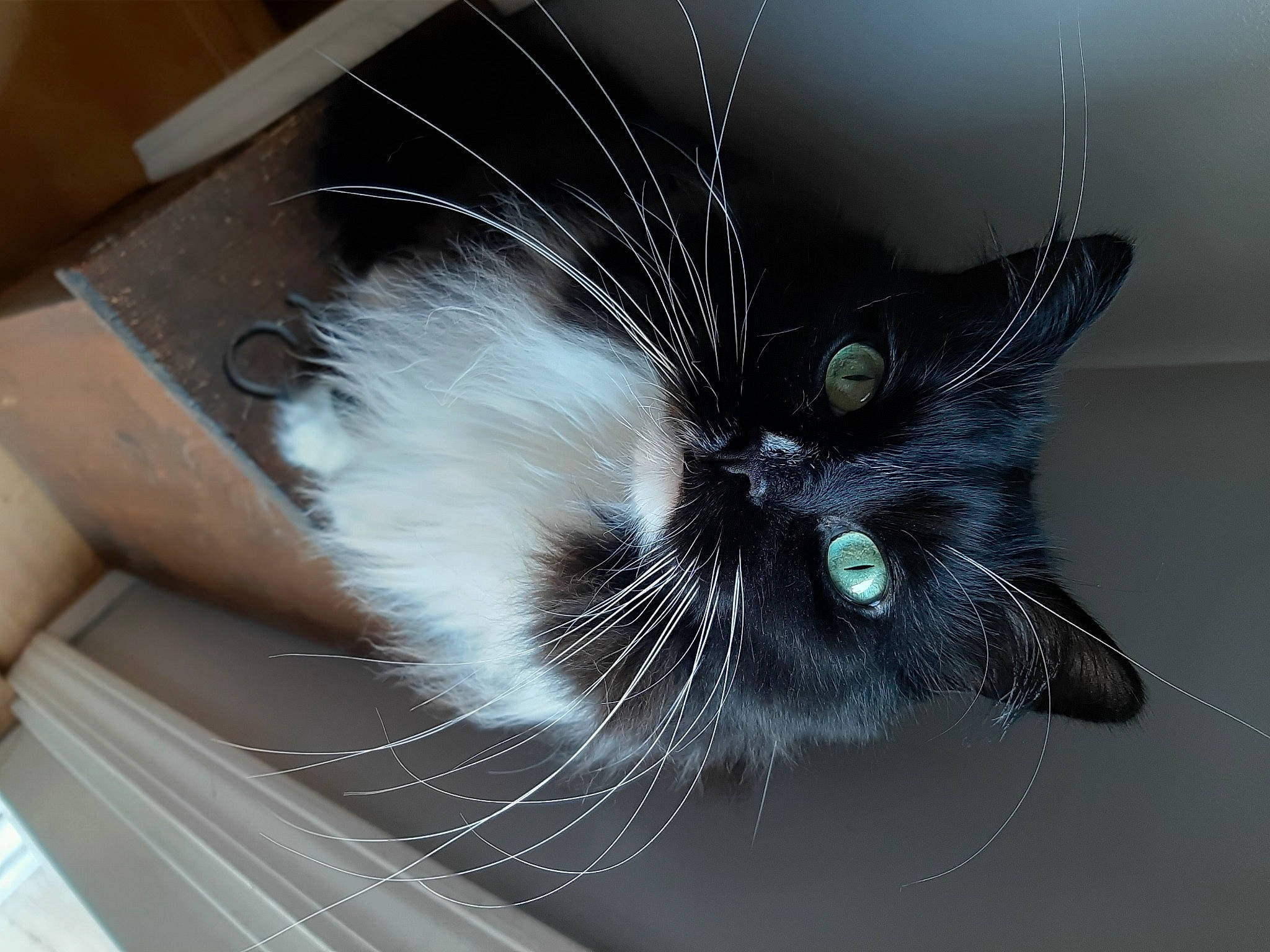 Rizzo joined the competition — help win amazing prizes! black_cat, carnivore, cat, domestic_long_haired_cat, ear, eye, felidae, fur, kitten, norwegian_forest_cat, ojos_azules, small_to_medium_sized_cats, snout, tail, whiskers