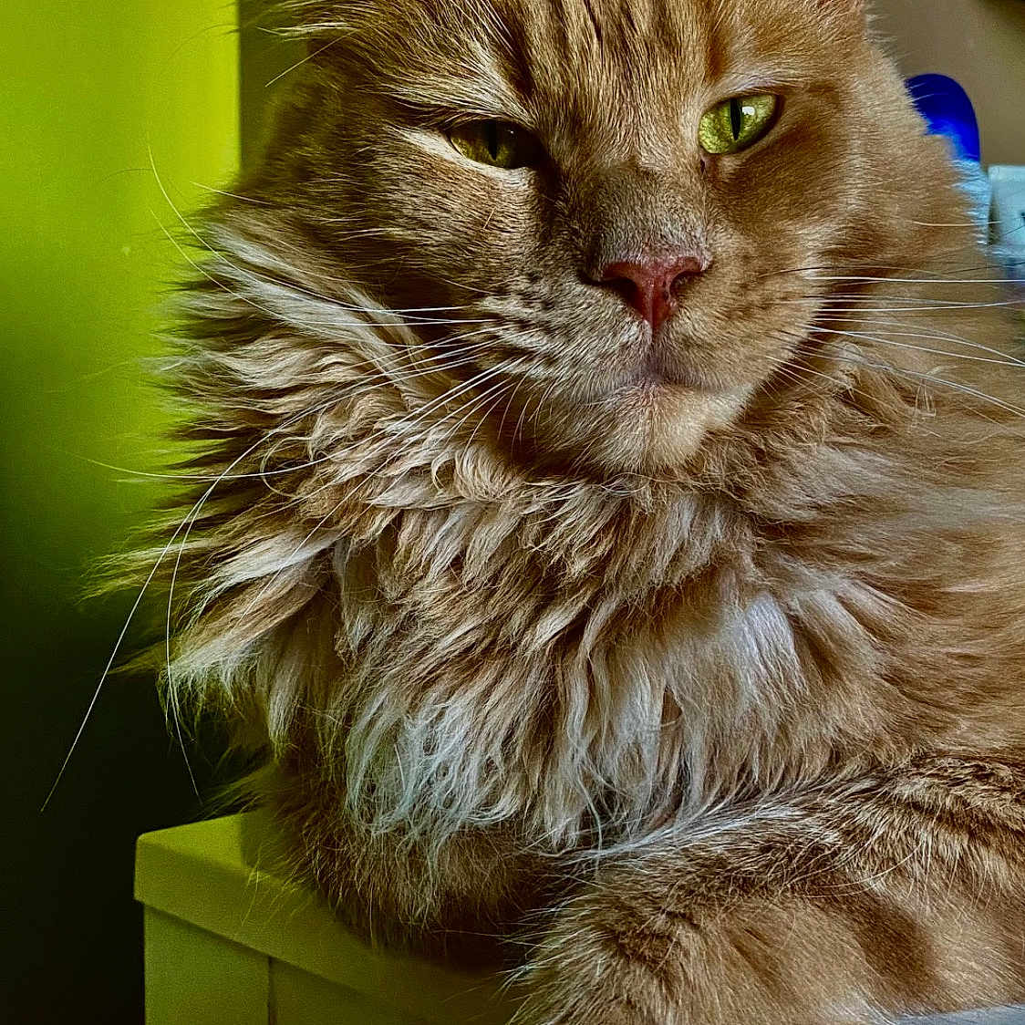 Rajah