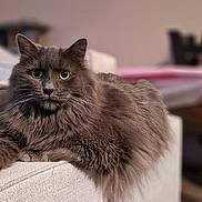 Omalley a rejoint le concours — aidez-le/la à gagner de superbes lots ! cat, gray_cat, fluffy, feline, pet, indoor, couch, armrest, yellow_eyes, relaxed, cozy, fur, portrait, animal, mammal, home, soft_light, focus, domestic_cat, resting