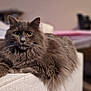 cat, gray_cat, fluffy, feline, pet, indoor, couch, armrest, yellow_eyes, relaxed, cozy, fur, portrait, animal, mammal, home, soft_light, focus, domestic_cat, resting