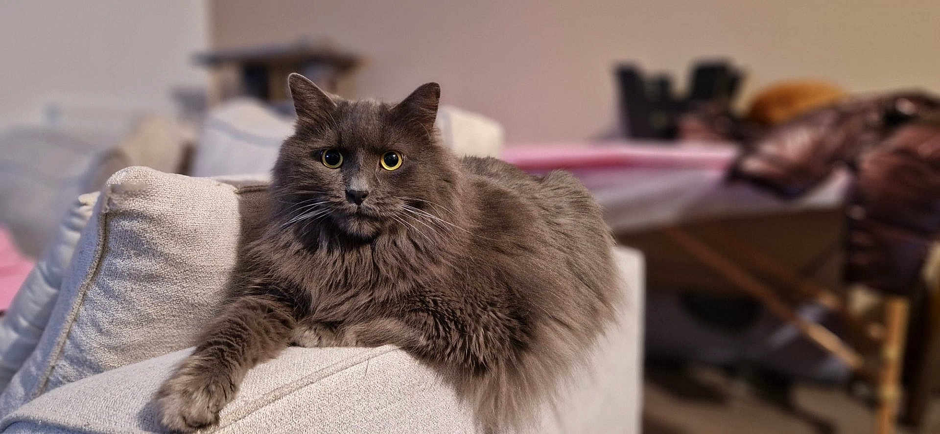 Omalley a rejoint le concours — aidez-le/la à gagner de superbes lots ! cat, gray_cat, fluffy, feline, pet, indoor, couch, armrest, yellow_eyes, relaxed, cozy, fur, portrait, animal, mammal, home, soft_light, focus, domestic_cat, resting
