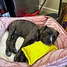 puppy, dog, sleeping, bed, pink_bed, yellow_pillow, indoor, floor, tile_floor, resting, pet, cozy, cute, animal, domestic_animal, canine, relaxed, young_dog, napping, home