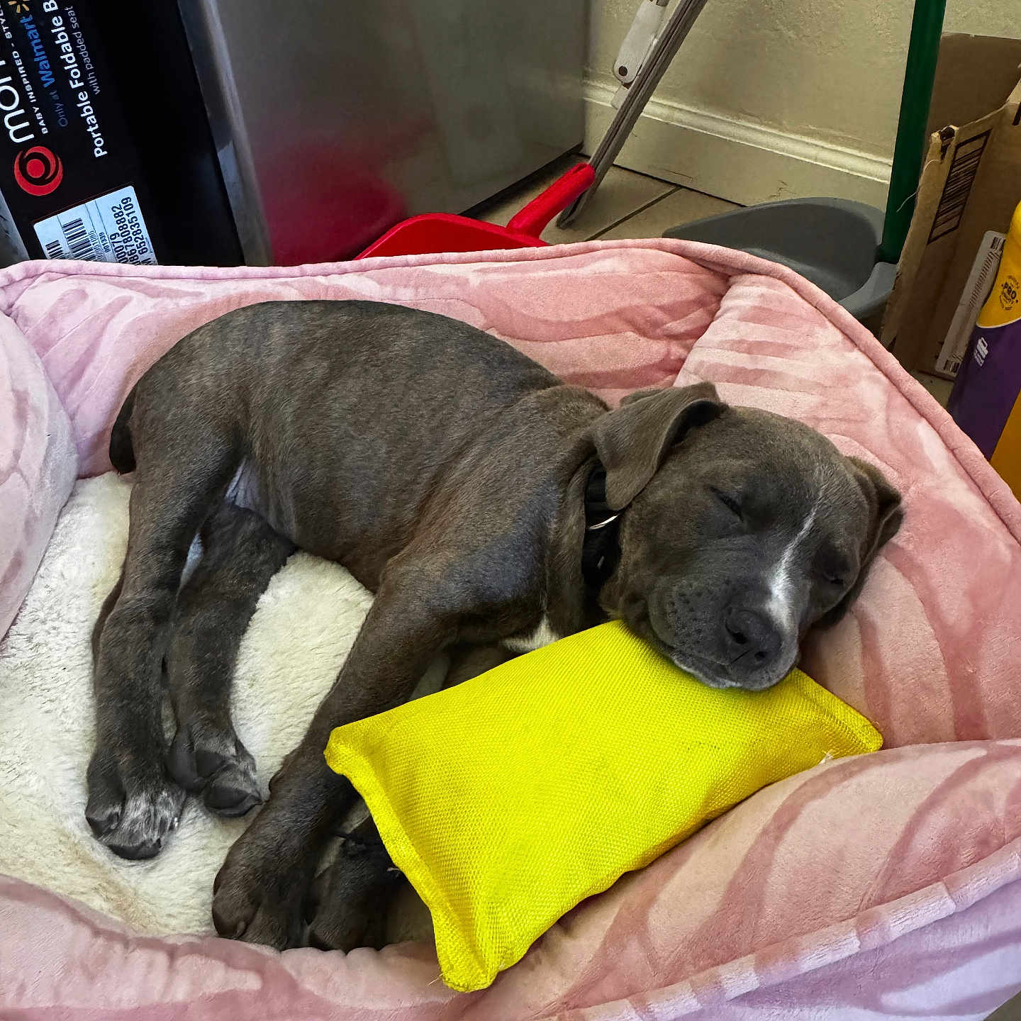 Kida is registered to the contest to win money with this photo: puppy, dog, sleeping, bed, pink_bed, yellow_pillow, indoor, floor, tile_floor, resting, pet, cozy, cute, animal, domestic_animal, canine, relaxed, young_dog, napping, home