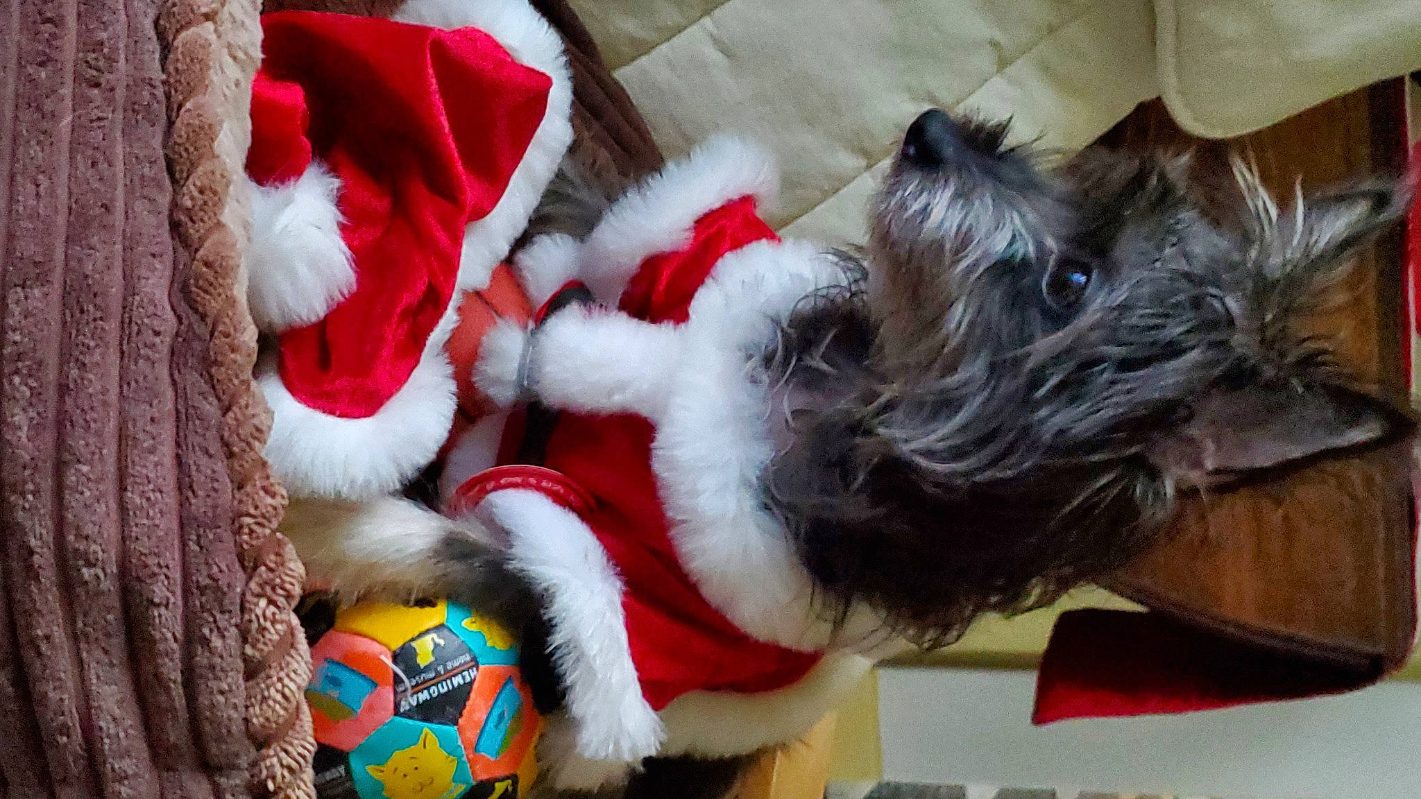 Piper joined the competition — help win amazing prizes! ball, canidae, carmine, carnivore, companion_dog, dog, dog_breed, dog_clothes, dog_supply, fictional_character, fur, fur_clothing, natural_material, small_terrier, snout, stuffed_toy, terrier, textile, toy, toy_dog