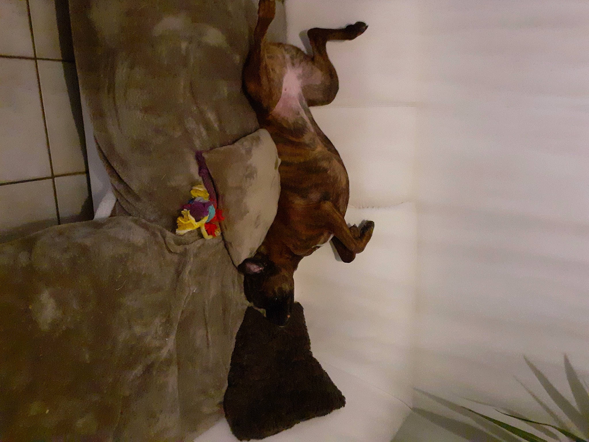 Nova participe au concours pour gagner de l'argent avec cette photo : adventure, art, artifact, canidae, fawn, fictional_character, pc_game, plant, rock, room, shadow, tail, toy, visual_arts, wood, working_animal