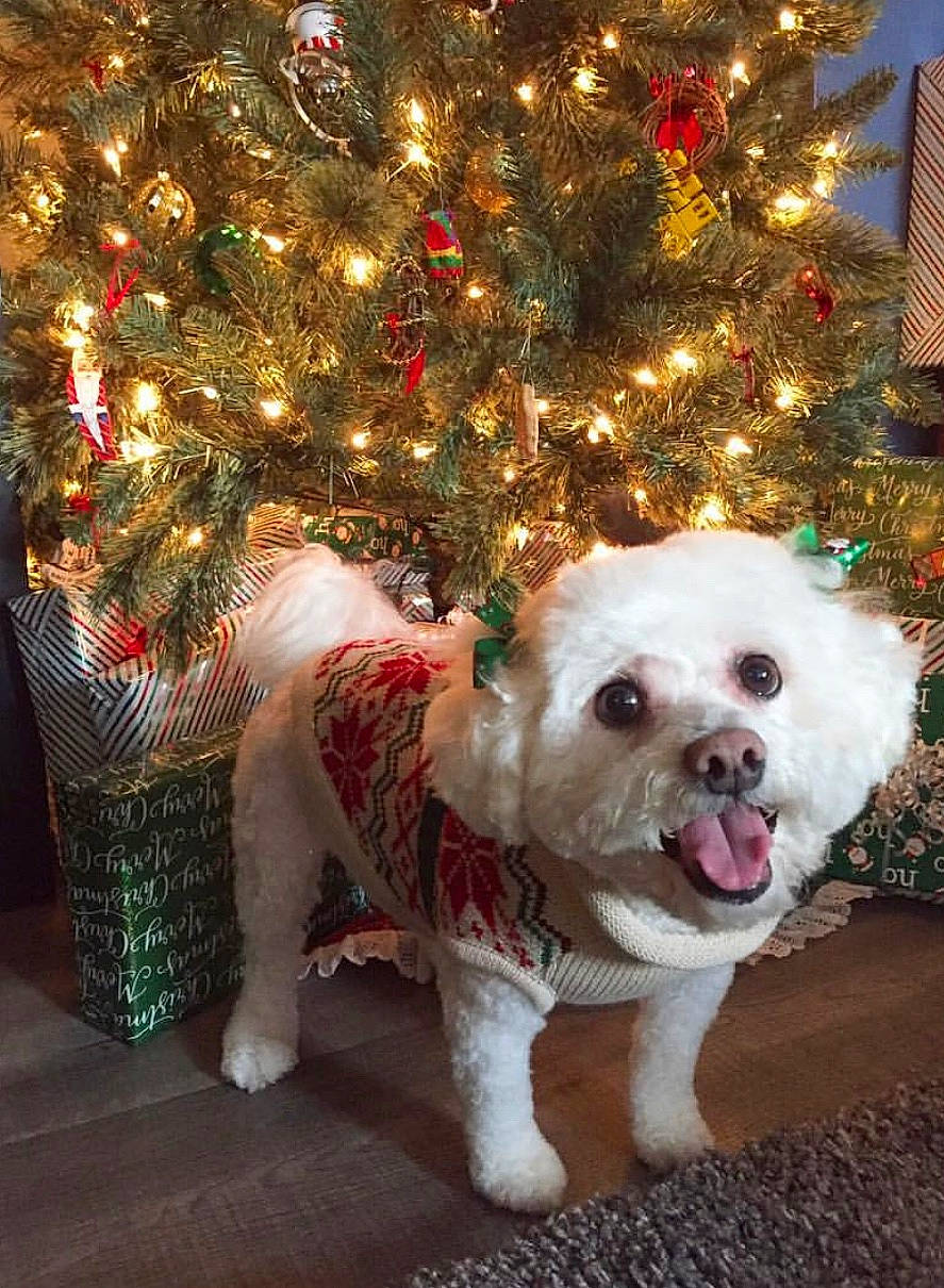 Sugar is registered to the contest to win money with this photo: canidae, carnivore, christmas, christmas_decoration, christmas_ornament, christmas_tree, companion_dog, dog, dog_breed, dog_clothes, maltese, mammal, non_sporting_group, puppy, puppy_love, schnoodle, shih_tzu, sporting_group, toy_dog, tree