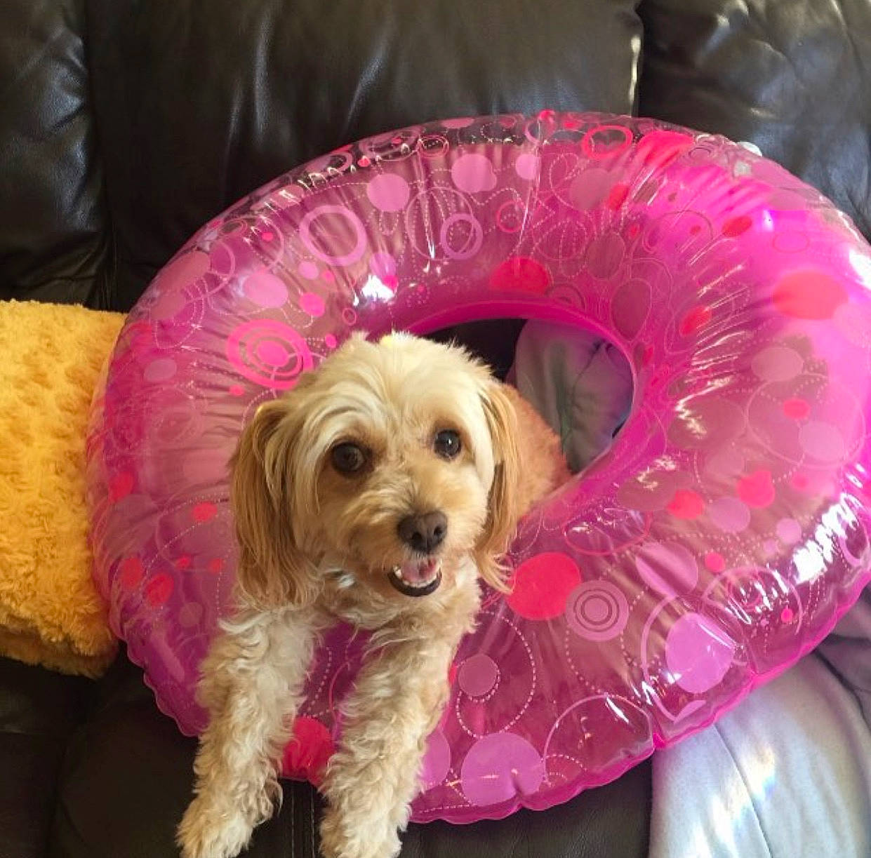 Butterscotch joined the competition — help win amazing prizes! canidae, carnivore, cavachon, cavapoo, chair, cockapoo, companion_dog, dog, dog_bed, dog_breed, furniture, goldendoodle, pink, puppy, puppy_love, schnoodle, sporting_group, toy_dog, yorkipoo, yorkshire_terrier