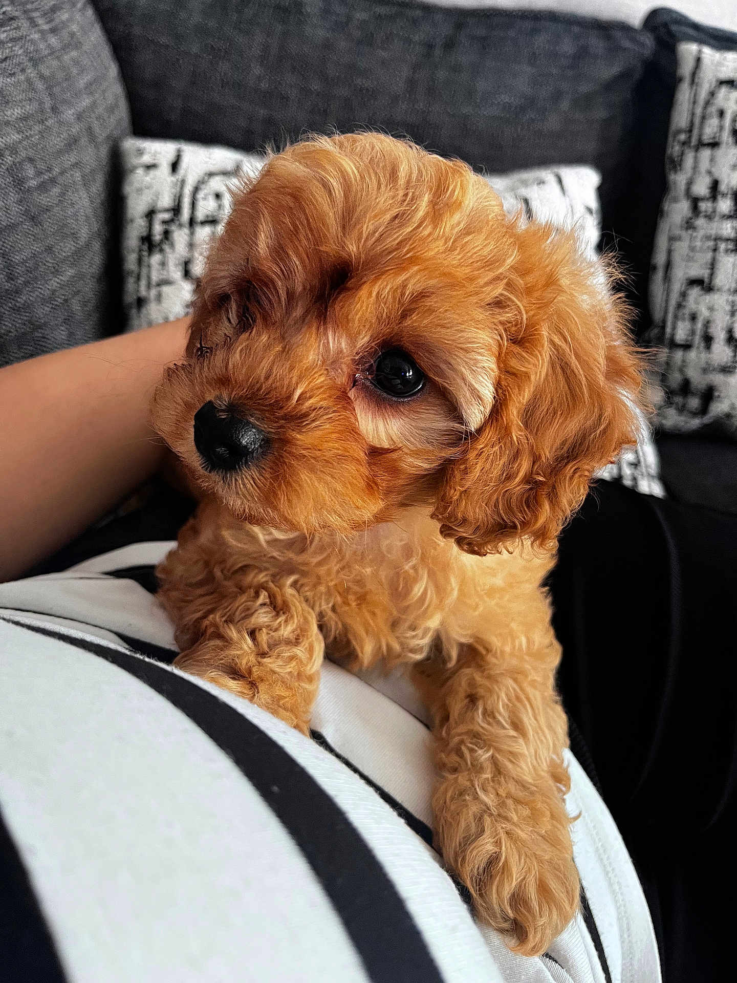 Yogi is registered to the contest to win money with this photo: puppy, dog, pet, curly_fur, brown_fur, lap, indoor, sofa, cushion, cozy, close_up, cute, animal, young_dog, domestic_animal, companionship, resting, curious, soft_texture, furry