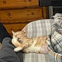 cat, ginger_cat, white_cat, sleeping, relaxed, pet, striped_blanket, person_leg, pants, plaid_bed, wooden_dresser, indoor, cozy, comfort, feline, resting, paw, cute, home, domestic