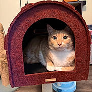 Sunny is registered to the contest to win money with this photo: cat, ginger_cat, white_fur, cat_house, scratching_post, indoor, pet, animal, fur, eyes, ears, paws, resting, furniture, floor, home, closeup, cute, curious, cozy