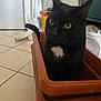 Ryu a rejoint le concours — aidez-le/la à gagner de superbes lots ! cat, black_cat, white_patch, plastic_container, stacked_containers, indoor, tile_floor, curious, pet, animal, tail, side_view, household, container, domestic, feline, looking_away, close_up, background_objects, floor