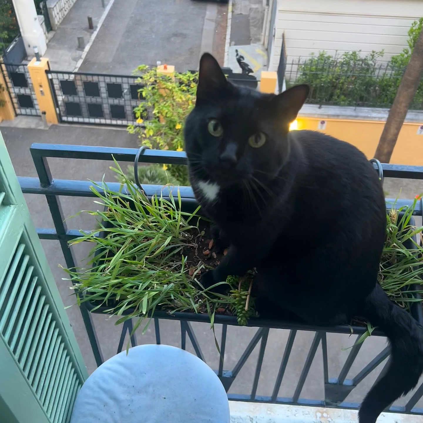 Ryu participe au concours pour gagner de l'argent avec cette photo : animal, balcony, black_cat, cat, closeup, curious, daylight, domestic_cat, feline, greenery, nature, outdoor, pets, plant, railing, sitting, stool, street, urban, window