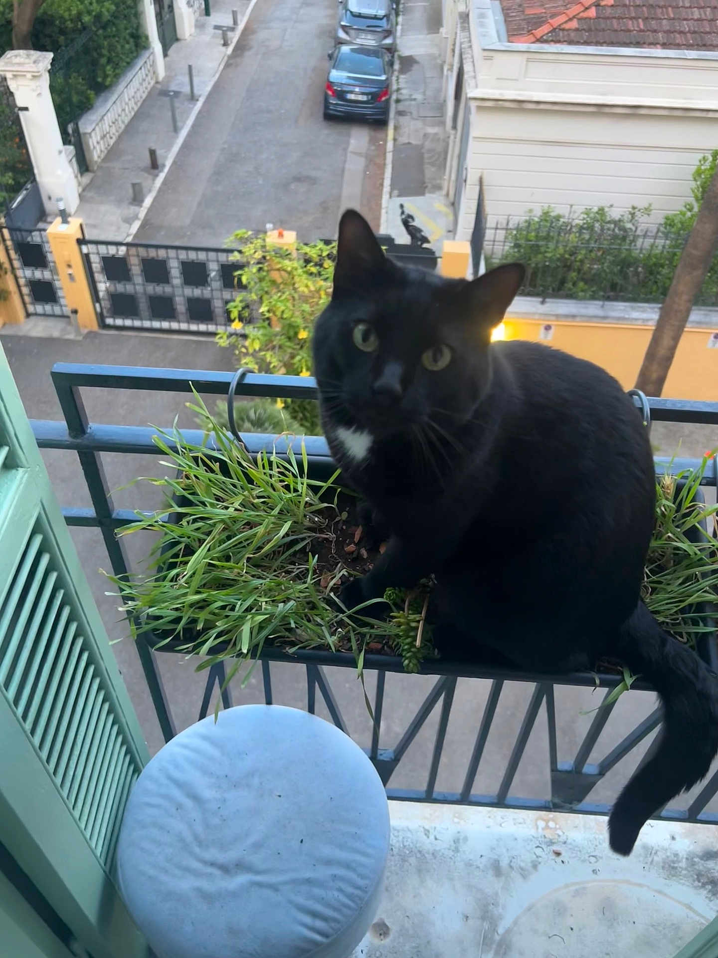 Ryu participe au concours pour gagner de l'argent avec cette photo : cat, black_cat, plant, balcony, greenery, urban, street, stool, window, railing, outdoor, pets, animal, curious, sitting, daylight, feline, domestic_cat, closeup, nature