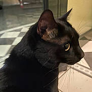 Ryu a rejoint le concours — aidez-le/la à gagner de superbes lots ! black_cat, cat, animal, pet, fur, whiskers, side_profile, indoor, floor_tiles, checkered_floor, curious, domestic_cat, close_up, ears, eye, mammal, feline, quiet, still_life, shadow