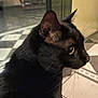 black_cat, cat, animal, pet, fur, whiskers, side_profile, indoor, floor_tiles, checkered_floor, curious, domestic_cat, close_up, ears, eye, mammal, feline, quiet, still_life, shadow